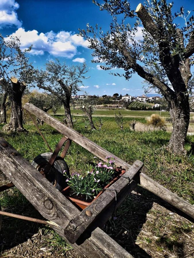 The Olive Grove In Tuscany Toiano Exterior foto